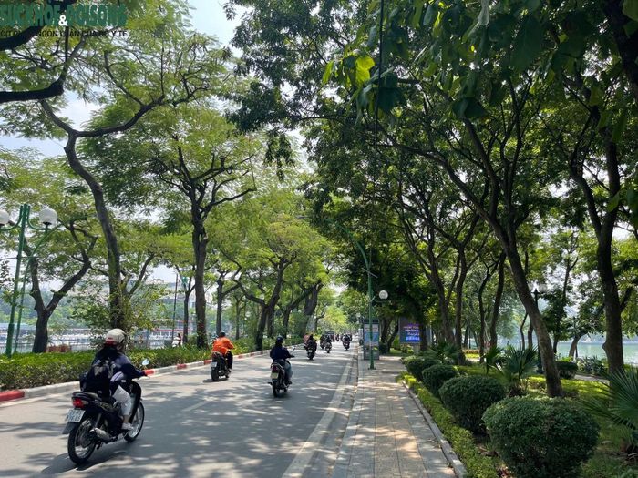 Nắng thu mong manh, vàng óng cứ thế len qua đám lá xanh um rồi buông xuống mặt đường Thanh Niên.
