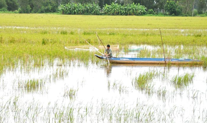  Vụ Thu Đông năm nay, tỉnh Hậu Giang chỉ xuống giống 35.000 ha, chưa bằng một nửa so với vụ Hè Thu trước đó và cũng giảm hàng nghìn ha so với vụ Thu Đông năm trước. Những cánh đồng bỏ sản xuất lúa vụ 3, người dân chuyển sang mưu sinh bằng đánh bắt thủy sản.