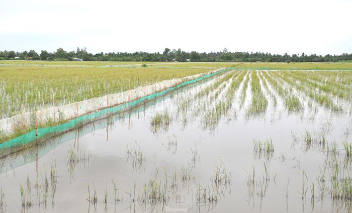 Vụ 3 cũng là thời điểm mùa nước nổi ở miền Tây, nhiều cánh đồng được "nghỉ ngơi", cho nước vào để vệ sinh đồng ruộng, cho thêm phù sa.