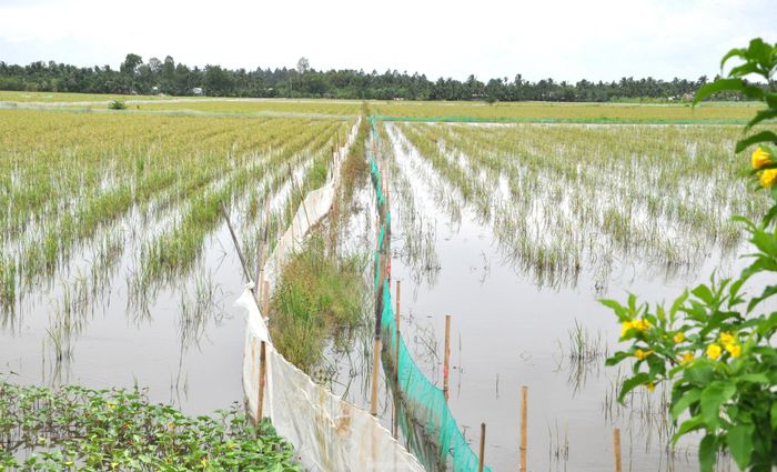 Các ruộng lúa được vây lưới, thả cá. Đây cũng là cách nuôi cá tự nhiên, không cần tốn thức ăn. Sau 2-3 tháng, khi nước rút, người dân thu hoạch cá để sản xuất vụ Đông Xuân.