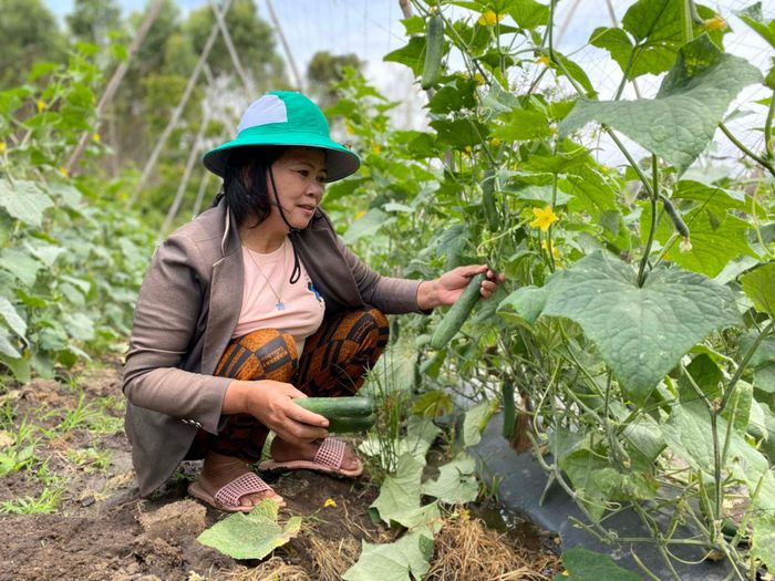 Dịch Covid-19 được kiểm soát, hoạt động sản xuất, kinh doanh của người dân huyện Kông Chro cũng từng bước phục hồi, đem lại nguồn thu nhất định cho ngân sách. Ảnh: Mộc Trà