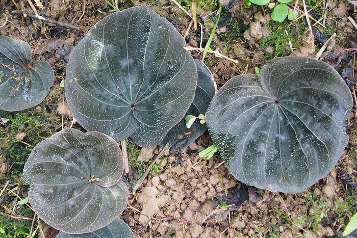 Hiện nay, khoảng 80 loài lan một lá đã được phát hiện, phân bố rộng rãi ở lục địa châu Phi, châu Á và các các đảo khác nhau của Thái Bình Dương và Ấn Độ Dương.