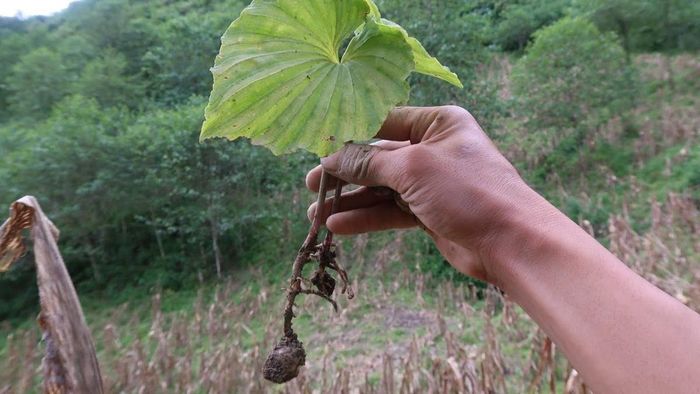 Đây là các loài cây thân thảo lâu năm, có củ hình tròn hoặc hình bầu dục, lá hình trái tim với các đường gân tỏa như rẻ quạt, mọc ra từ một chiếc cuống nối với củ rễ.
