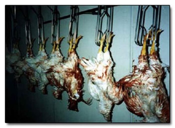 Một người giàu lòng trắc ẩn từng chia sẻ: “Tôi cảm thấy như những con gà đang gào thét, chất vấn loài người tại sao lại làm điều độc ác này với chúng. Tôi đã không còn cảm thấy đói khi chứng kiến cảnh tượng tàn nhẫn ấy”.