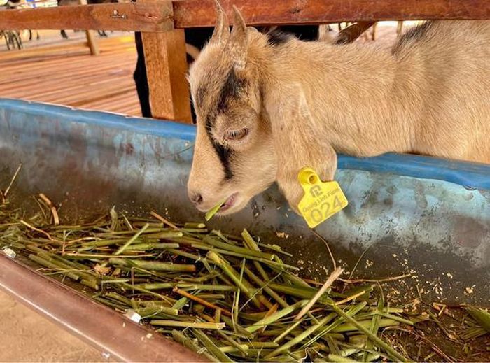 Khu chuồng trại được xây cao ráo, sạch sẽ, hạn chế tối đa tình trạng nhiễm bệnh ở dê nếu dính phải chất thải.