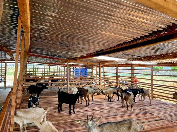 Mới đây, Quang Linh đã đăng tải những thành tựu thu được đầu tiên từ trại dê. Ảnh: Quang Linh Vlogs