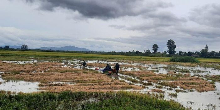 Một số người dân khác bì bõm lội nước dùng xuồng chở lúa vào bờ chạy bão.