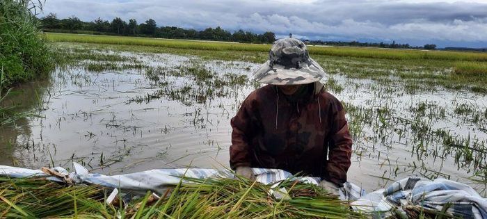 Một người nông dân buồn bã vì phải gặt lúa chạy bão Noru, cơn bão được đánh giá là mạnh nhất trong vòng 20 năm qua.