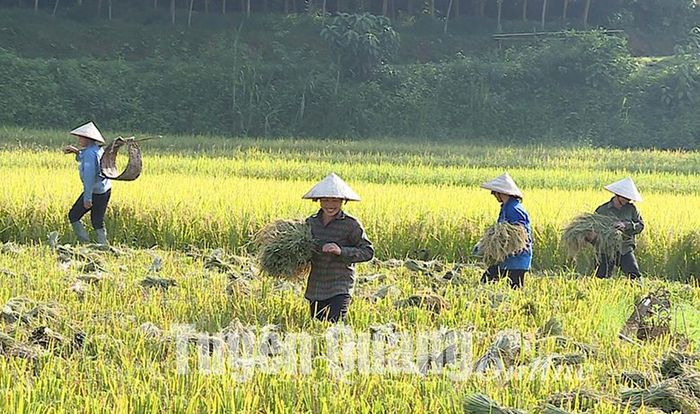 Nông dân xã Hòa An (Chiêm Hóa) đẩy nhanh tiến độ thu hoạch lúa mùa với phương châm "Xanh nhà hơn già đồng".
