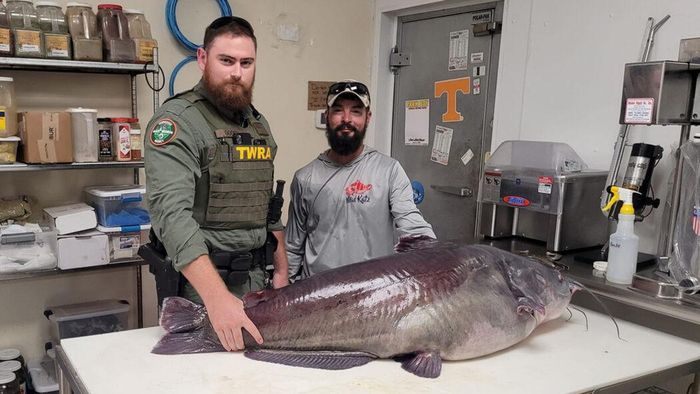 Cơ quan Tài nguyên Động vật Hoang dã Tennessee (TWRA) cho biết con cá da trơn mà anh Burkhart câu được đã phá kỷ lục của tiểu bang nhưng đang chờ xác minh chính thức.