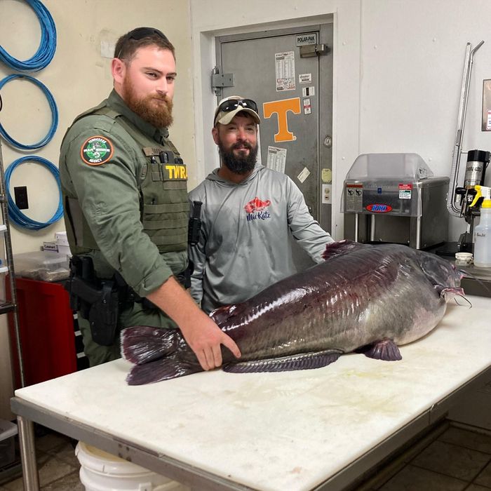 Với trọng lượng 54 kg, thủy quái mà anh Burkhart câu được có chiều dài cơ thể lên tới 137 cm và chu vi thân là 104 cm.