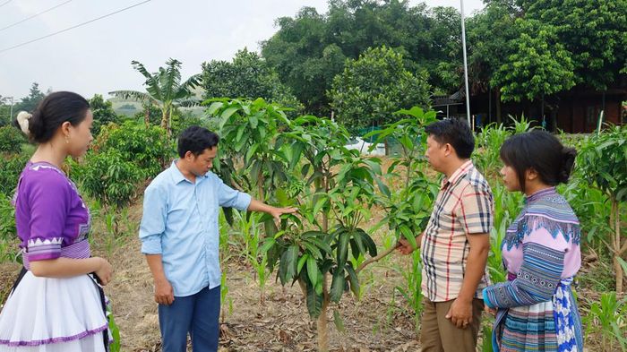 Nhờ tăng cường giao lưu, học hỏi, người dân Cốc Phương ngày càng có nhiều kinh nghiệm trong sản xuất và khởi sắc trong phát triển kinh tế.
