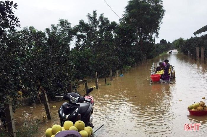 Một số nơi, người dân phải vất vả lội qua vùng ngập lụt để vận chuyển bưởi ra khỏi vườn.