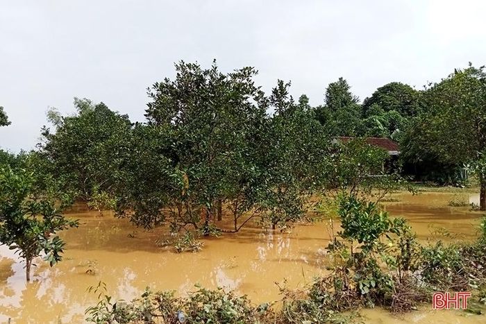 Đặc biệt, hàng trăm vườn bưởi Phúc Trạch đã bị nước lũ bao vây, ngập nước.