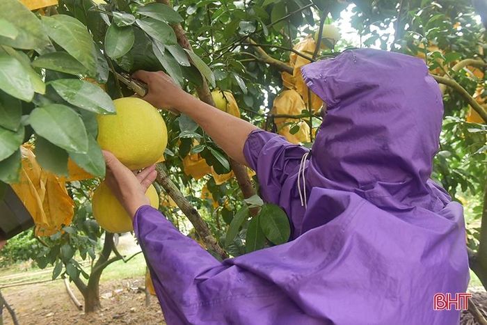 Để hạn chế thiệt hại, những ngày qua, người dân địa phương phải “đội mưa" thu hoạch bưởi đặc sản.