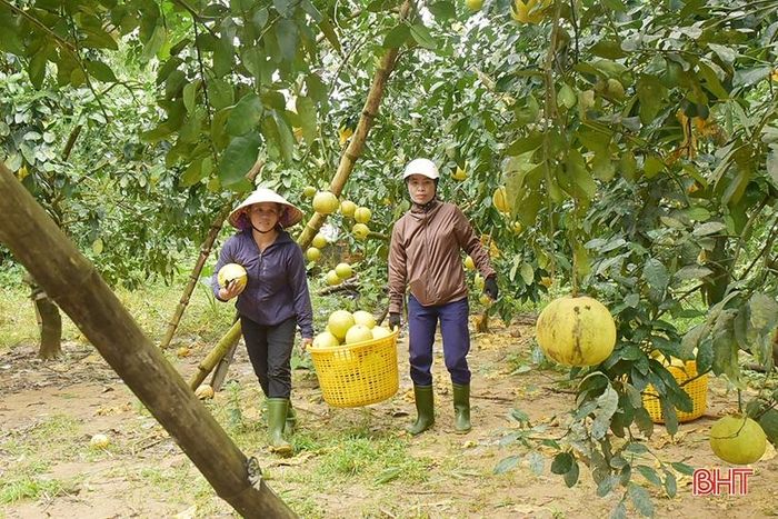 Những ngày qua, do ảnh hưởng của hoàn lưu bão Noru, trên địa bàn huyện xảy ra mưa lớn, gây ngập úng một số địa phương đã làm ảnh hưởng đến tiến độ thu hoạch của bà con nông dân.