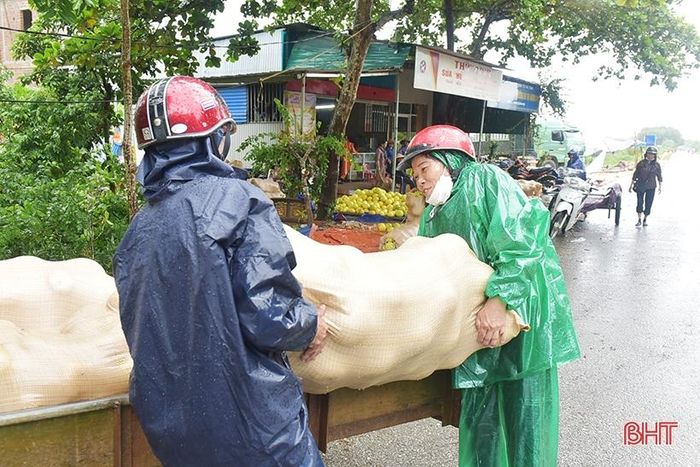 Bà Thái Thị Tam, người dân xã Hòa Hải chia sẻ: “Với những vườn bưởi vùng thấp trũng, chúng tôi phải tranh thủ thu hoạch ngay cả trong mưa lũ, tránh trường hợp bị rụng hoặc thối quả khi thời tiết mưa nhiều như trong những ngày này”.