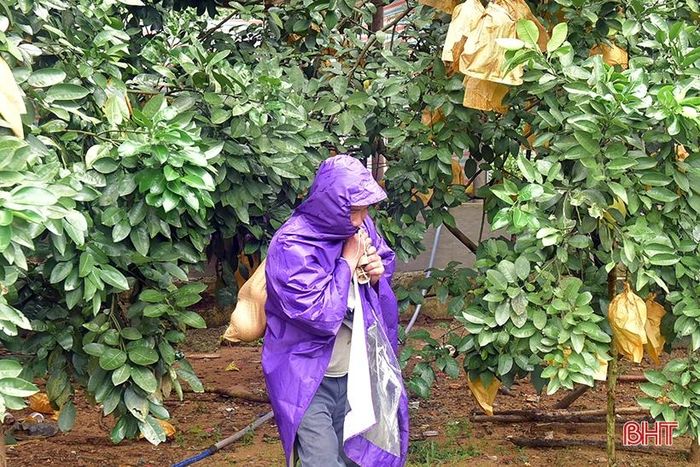 Công việc thu hoạch trong mưa khá vất vả. Sau khi thu hoạch, bà con phải cẩn thận bỏ vào bì và đưa ngay vào khu vực khô ráo, giữ cho quả không bị lấm bùn đất.
