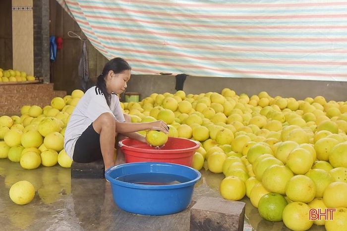 Bưởi sau khi thu hoạch đều phải được rửa sạch hoàn toàn nước mưa, tránh ảnh hưởng đến chất lượng quả.
