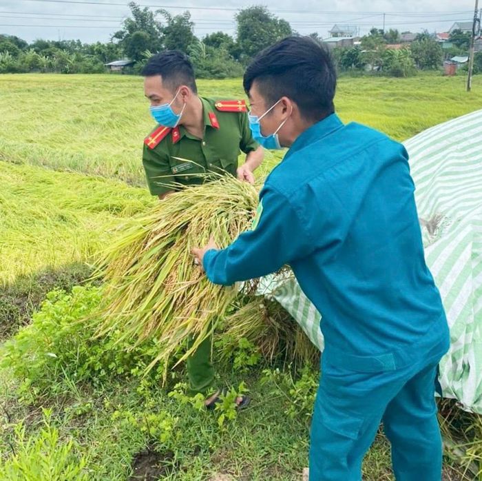 Công an xã Ayun Hạ (huyện Phú Thiện) cùng dân quân xã giúp người dân thu hoạch lúa bị ảnh hưởng của bão số 4. Ảnh Fanpage Công an huyện Phú Thiện
