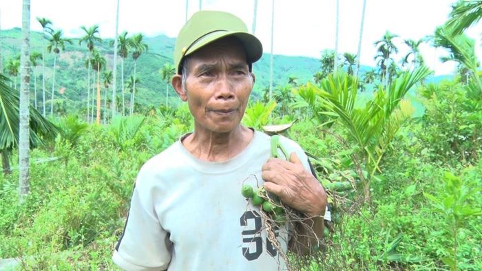 Ông Đinh Văn Mù chưa từng thấy trận bão nào làm nhiều cau ngã đổ như thế.