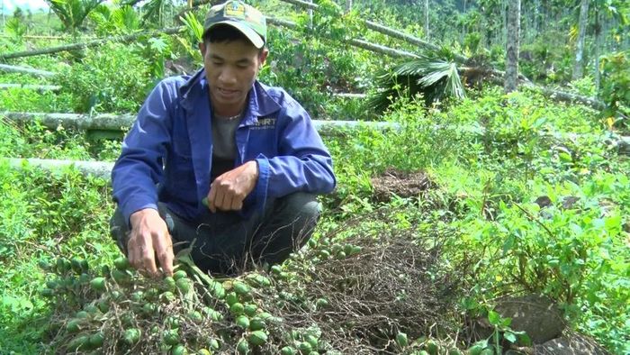 Người dân ngồi ngẩn ngơ bên những buồng cau non.