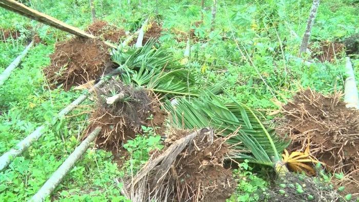 Hàng loạt cau bị ngã đổ, bật gốc do bão.