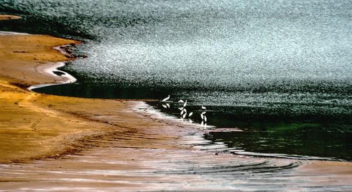 Nơi nghỉ chân của những con cò trắng.