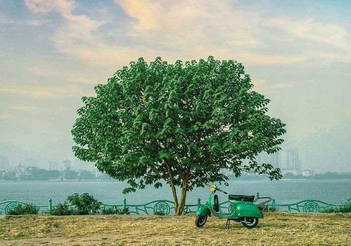 Cây cô đơn Hồ Tây