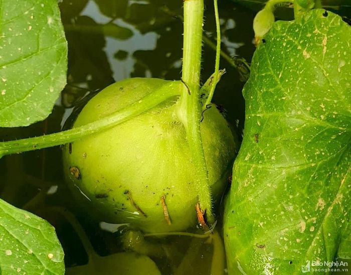 Nước ngập sâu, dưa lưới ngâm trong nước bị thối úng. Nhiều nhà màng, nhà lưới mất trắng hàng trăm triệu đồng. Ảnh: Thanh Phúc
