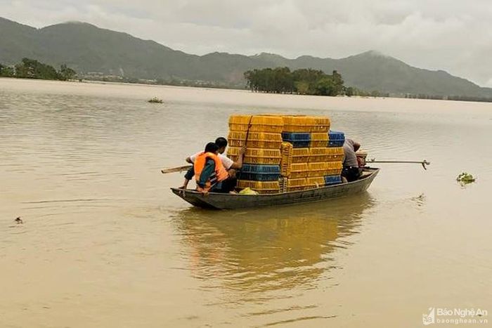 Để tiêu thụ vịt, giảm chi phí, cắt lỗ, anh Ngọc buộc phải thuê thuyền vận chuyển vịt ra khỏi vùng ngập lụt với giá cao. Ảnh: Thanh Phúc