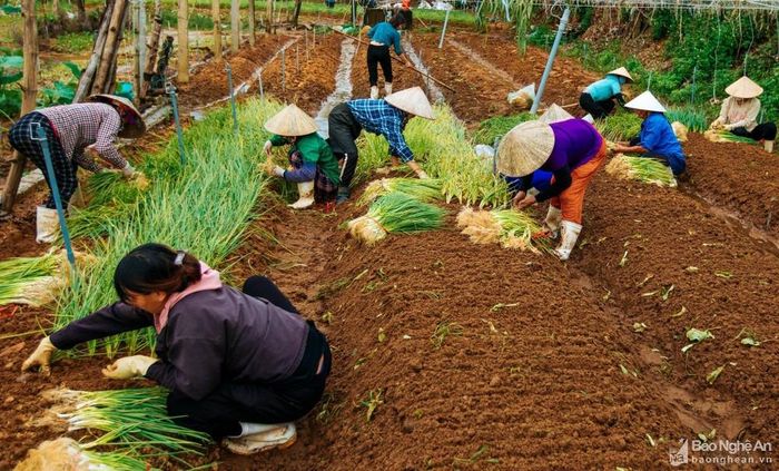 Người dân xã Quỳnh Liên (thị xã Hoàng Mai) đang khẩn trương thu hoạch rau chạy lũ. Ảnh: Thanh Yên