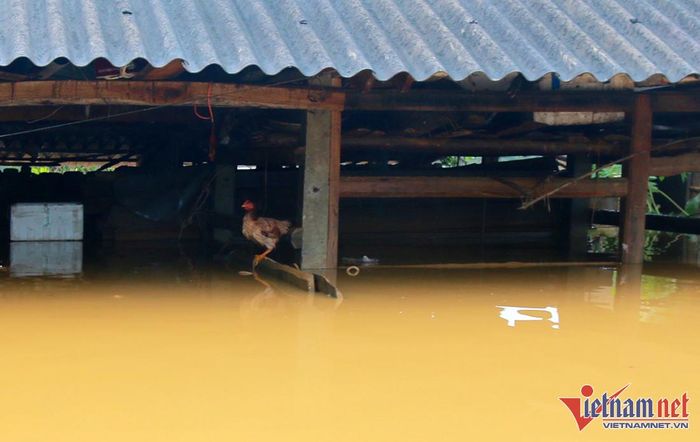 Khu vực chăn nuôi gia súc, gia cầm của nhiều hộ dân vẫn ngập sâu, nguy cơ phát sinh dịch bệnh rất cao - Ảnh: Trần Tuyên
