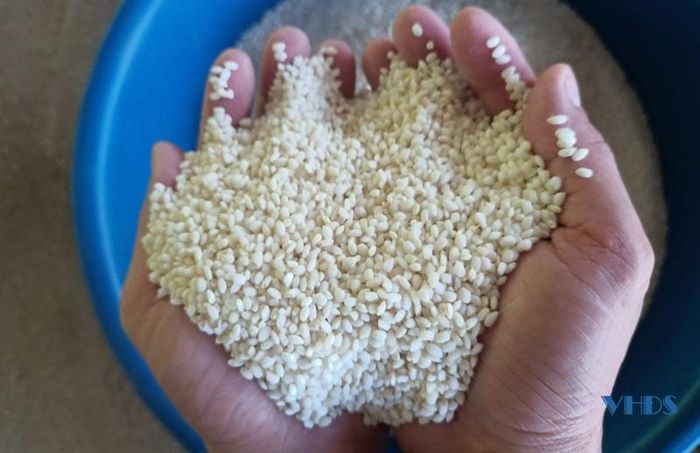 Lúa nếp Cay Nọi có vị thơm ngọt, mềm, dẻo là món ăn đặc sản của đồng bào Thái Quang Chiểu