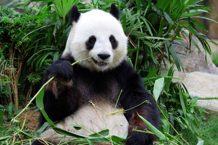 Các cuộc gặp gỡ giữa các cá thể gấu trúc xảy ra chủ yếu trong mùa sinh sản ngắn ngủi giữa tháng 3 và tháng 5. Sau khi giao phối, con đực sẽ rời đi, để con cái một mình. Gấu cái mang thai nằm trong khoảng từ 95 đến 160 ngày.