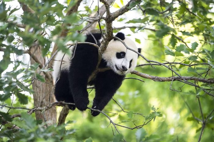 Gấu trúc trưởng thành sống đơn độc với một vùng lãnh thổ được xác định cho mỗi cá thể. Chúng giao tiếp thông qua tiếng kêu và đánh dấu địa bàn bằng cách cào lên thân cây hoặc để lại mùi nước tiểu. 