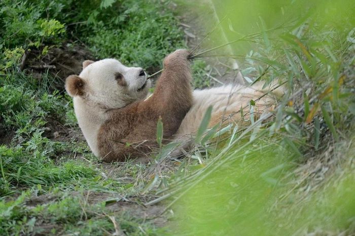 Phân loài còn lại là gấu trúc Tần Lĩnh (Ailuropoda melanoleuca qinlingensis), chỉ hiện diện trong dãy núi Tần Lĩnh ở Thiểm Tây ở cao độ khoảng 1.300-3.000 mét. Chúng có màu lông “cà phê sữa”, hộp sọ nhỏ hơn và răng hàm lớn hơn.
