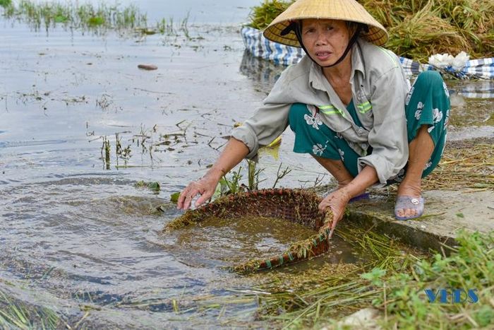 Lúa sau khi được gặt, bà con tuốt trực tiếp, nhiều người cẩn thận phải đãi qua cho hết hạt lép mới đưa về phơi.