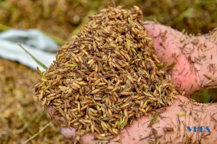 Người dân cho biết, nhiều diện tích lúa năm nay coi như mất trắng.