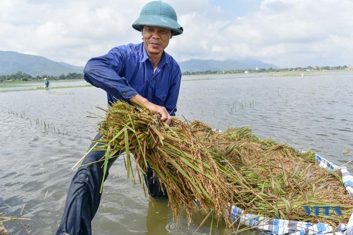 Ông Lê Đình Hùng (Xã Tân Thọ, huyện Nông Cống) cho biết, gia đình ông cấy được 6 sào, mới thu hoạch được 2 sào trước khi bị lụt, 4 sào còn lại giờ ngớt mưa, nước rút mới ra thu hoạch được, lúa mọc mầm thu về cũng chỉ để cho gà ăn.