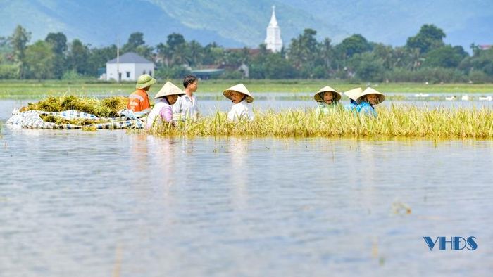 Việc thu hoạch gặp nhiều khó khăn, đặc biệt khi nước vẫn còn ngập ngang người.