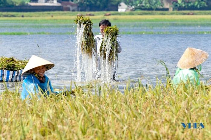 Nhũng bó lúa ướt sũng nước trước khi được đưa lên trên bờ.