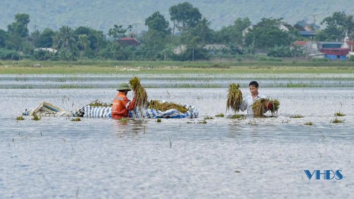 Hiện các địa phương tỉnh Thanh Hóa đang tích cực khắc phục, hỗ trợ người dân ổn định đời sống, tập trung nhân lực khẩn trương thu hoạch cứu lúa sau đợt mưa lớn kéo dài.