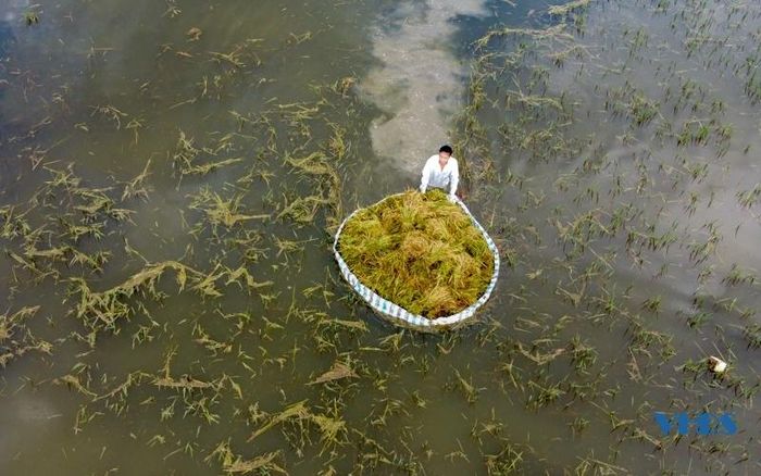 Do lúa ngập sâu trong nước, nên việc thu hoạch gặp không ít khó khăn. Người dân sử dụng thuyền nhỏ để đưa lúa lên bờ.