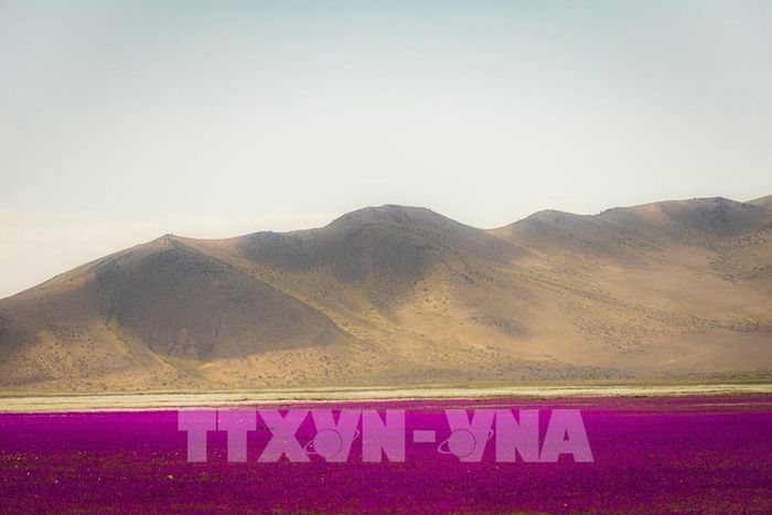 Hoa nở trên sa mạc Atacama ở gần Copiapo, Chile, ngày 24/9/2022. Ảnh: AFP/ TTXVN 