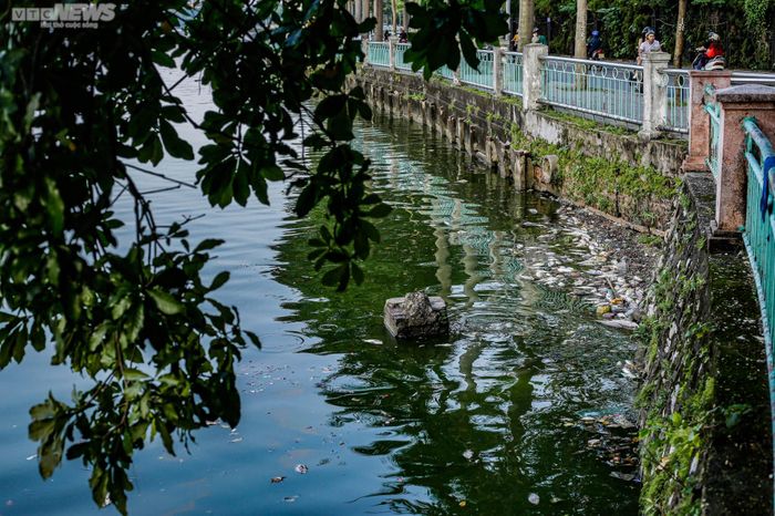 Tại khu vực Hồ Tây dọc tuyến đường đường Nguyễn Đình Thi, cá nổi dài hàng chục mét, bốc mùi hôi thối khiến người đi đường khó chịu.