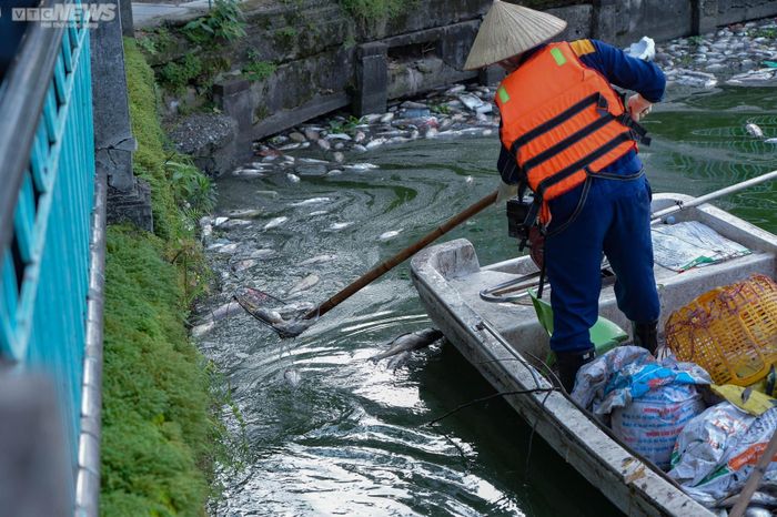 Trước mắt, Công ty TNHH Một thành viên Thoát nước Hà Nội đang chỉ đạo Xí nghiệp Thoát nước số 1 tổ chức thu vớt cá chết để xử lý theo quy định, tránh ảnh hưởng đến môi trường.
