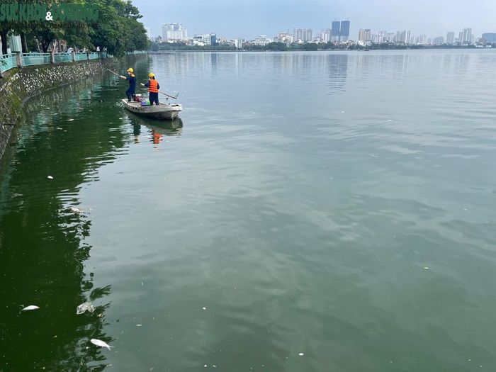 Hàng loạt cá chết đang trong tình trạng phân hủy mạnh, bốc mùi hôi thối, nồng nặc dọc đường Nguyễn Đình Thi khiến người đi đường cảm thấy rất khó chịu.