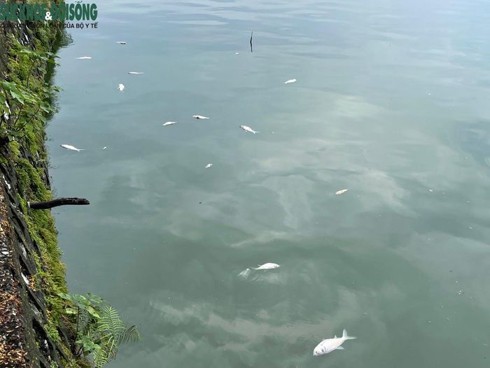 Một người dân sống trên đường Nguyễn Đình Thi cho biết, tình trạng cá chết hàng loạt 2-3 ngày trước, lực lượng chức năng đã trục vớt số lượng lớn cá chết song cứ vớt buổi sáng buổi chiều lại nổi lềnh bềnh khắp mặt hồ.