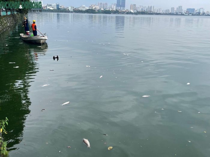 Một góc hồ Tây nhìn từ phía đường Nguyễn Đình Thi chiều 6/10, rất nhiều cá chết nổi lềnh bềnh trên mặt nước.